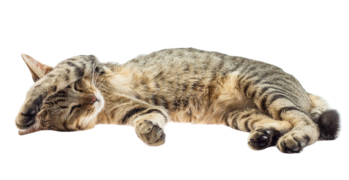 Cat & Small Animal Boarding Porter Road Pet Care