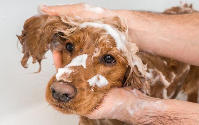 springfield dog grooming: cocker spaniel getting shampoo and scrub while grooming