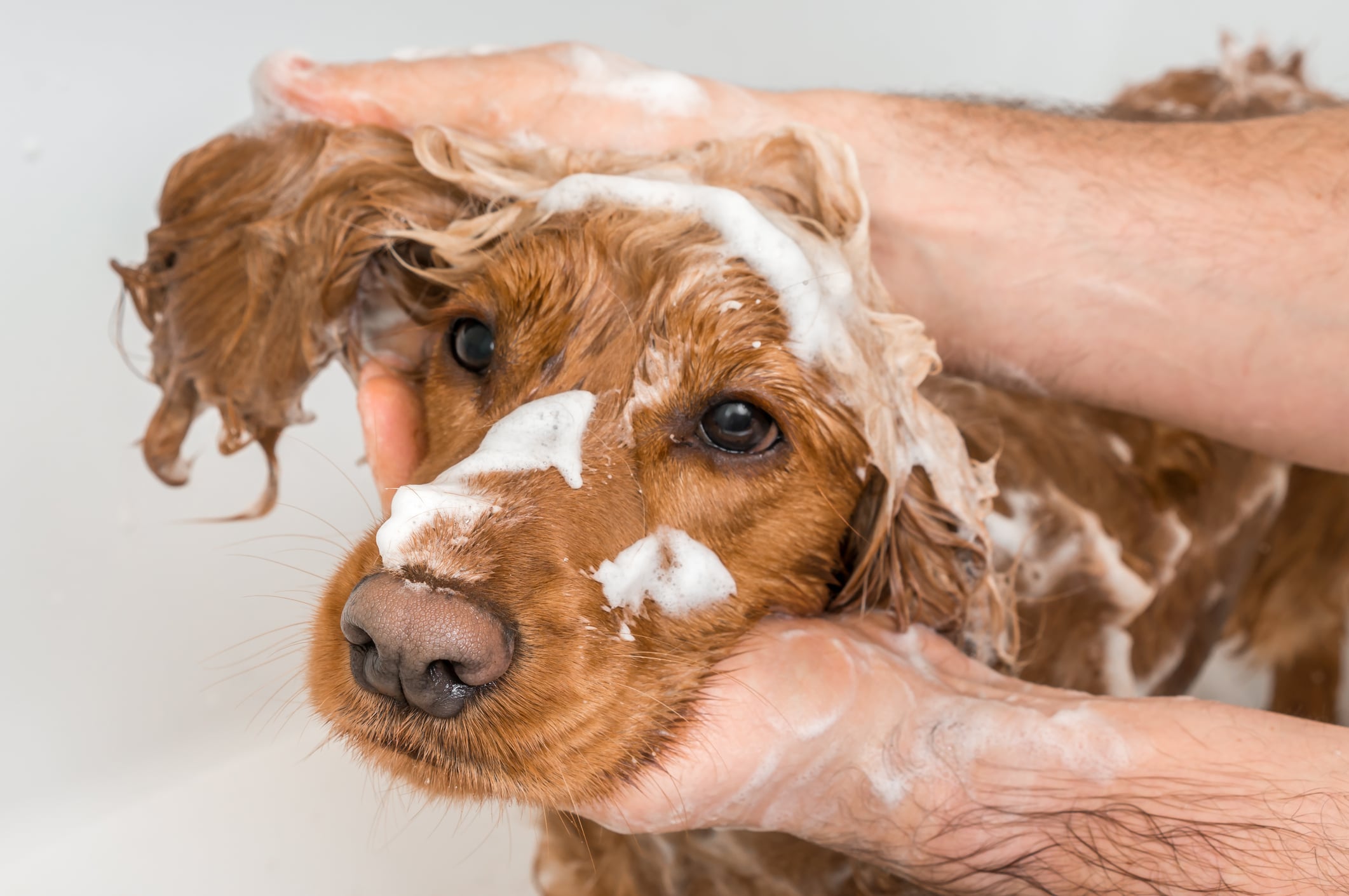 springfield dog grooming: cocker spaniel getting shampoo and scrub while grooming