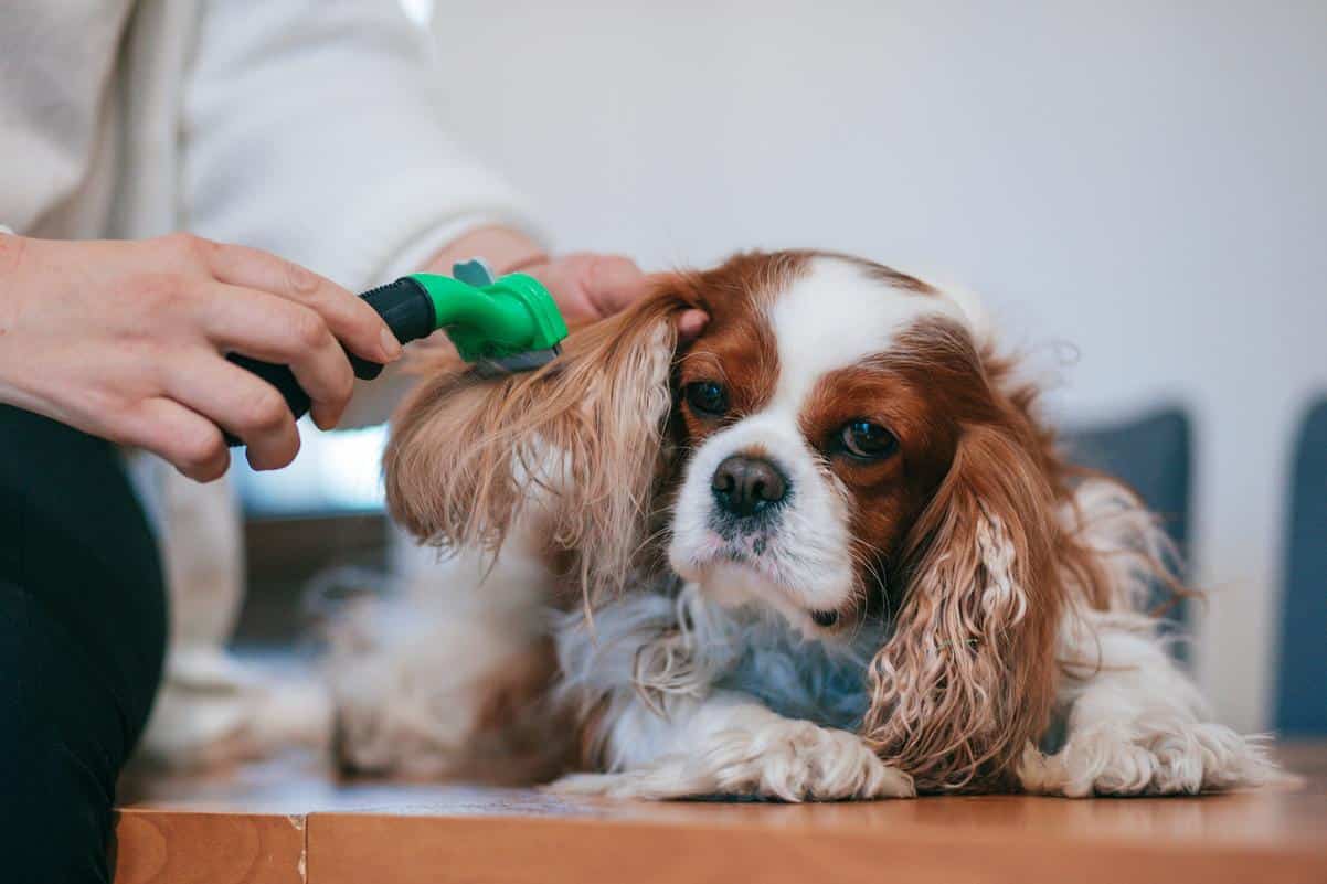 best-dog-groomer-longmeadow fluffy dog being brushed by dog groomer, Longmeadow, MA