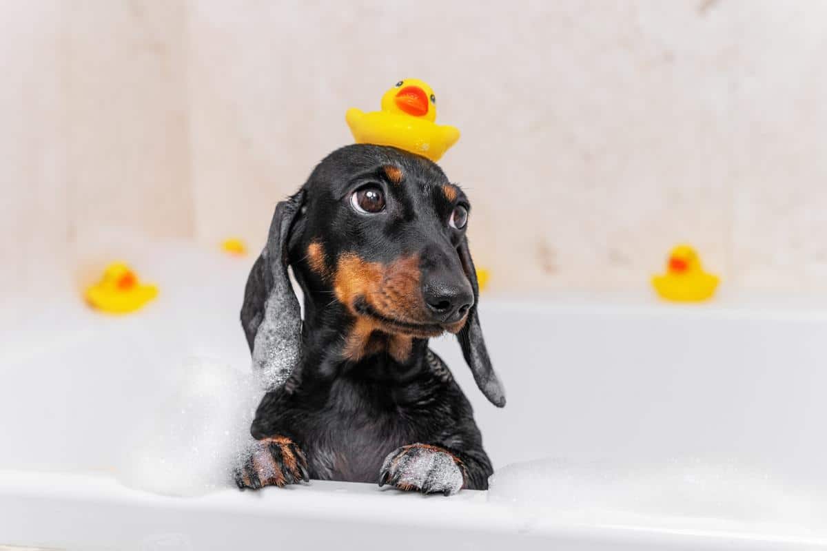 chicopee, ma dog grooming specialists