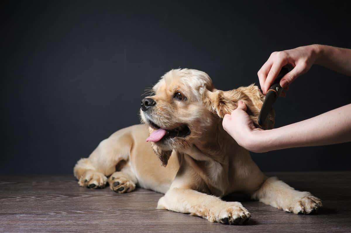 beautiful dog being groomed, chicopee ma