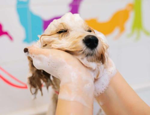 The Health Benefits of Regular Dog Grooming