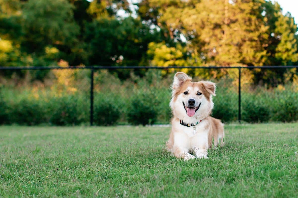 happy dog sitting in the yard after being groomed. Wilbraham, MA