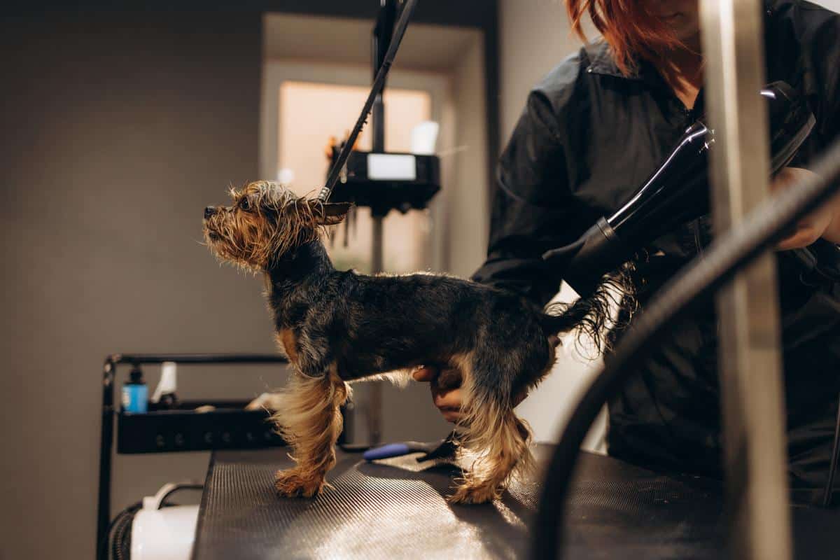 luxury dog being groomed - wilbraham, ma