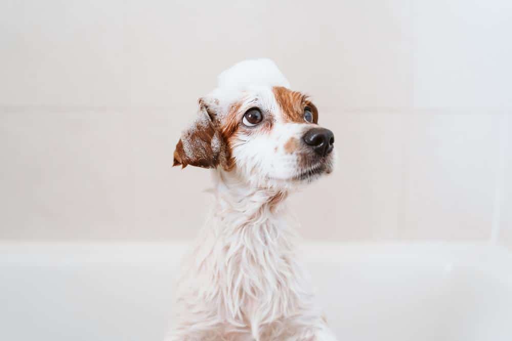 dog in a tub with soap on its head, dog grooming in western ma