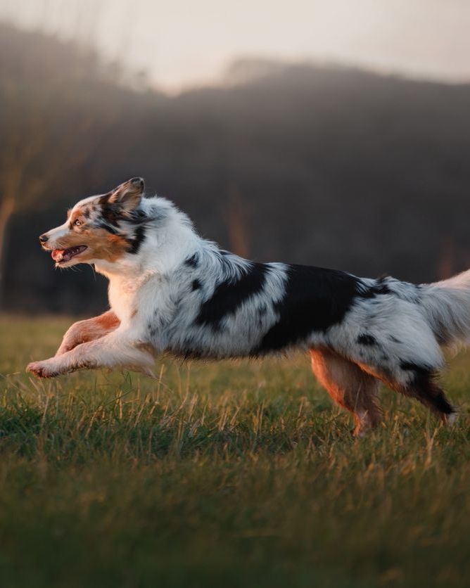 sixteen acres dog grooming springfield ma the dog is running around the field, on the nature at sunset.