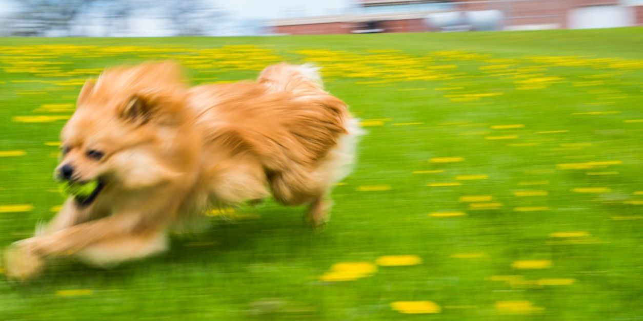 dog personality change zoomies after grooming