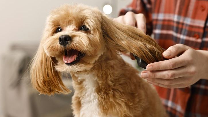 dog on a regular grooming schedule