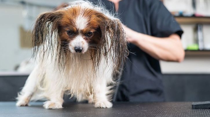 dog-grooming-long-ears-east-longmeadow.