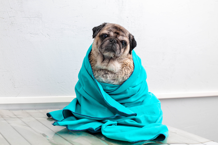 pug-grooming-western-mass