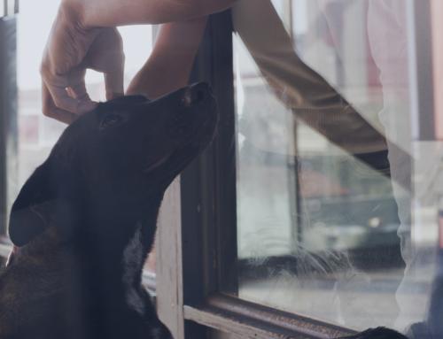 What to Look for in a Dog Boarding Kennel in Western MA