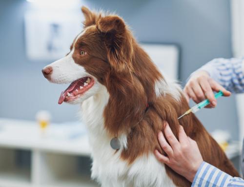 What Vaccinations Does Your Dog Need for Boarding in Massachusetts?