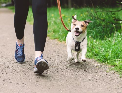 Boarding vs. Pet Sitter vs. In-Home Dog Walking: Which Is Right for Your Dog?
