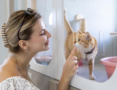 Cat Boarding in East Longmeadow: What to Expect